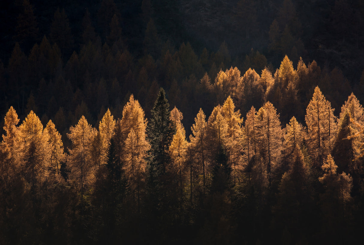 light for a few Poster och Canvastavla