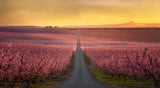 Flowering Poster och Canvastavla