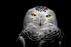 Owl Poster och Canvastavla