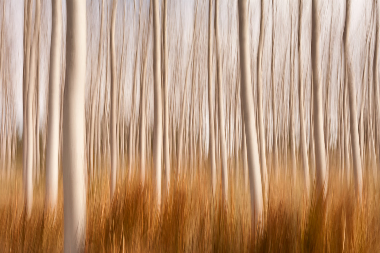 Spring Impressions in a Poplar Fields Poster och Canvastavla
