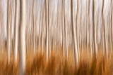 Spring Impressions in a Poplar Fields Poster och Canvastavla