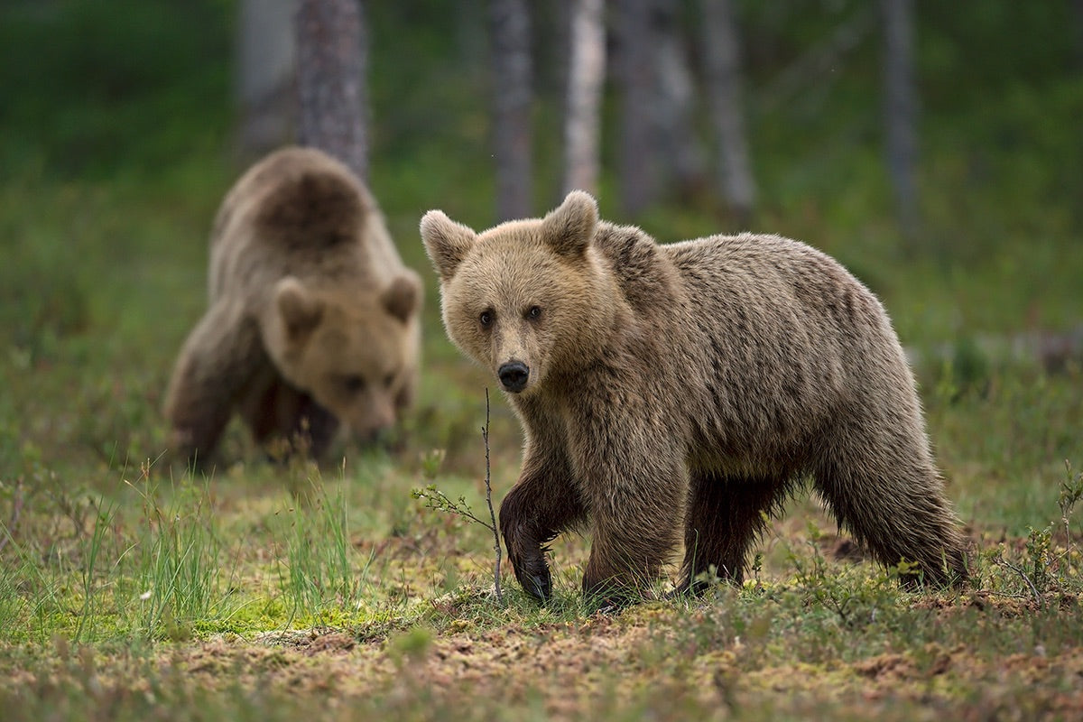 Bears Poster och Canvastavla