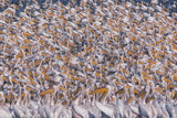 "Crowded" series Poster och Canvastavla