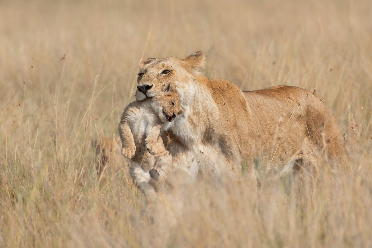 Mother Lioness Poster och Canvastavla