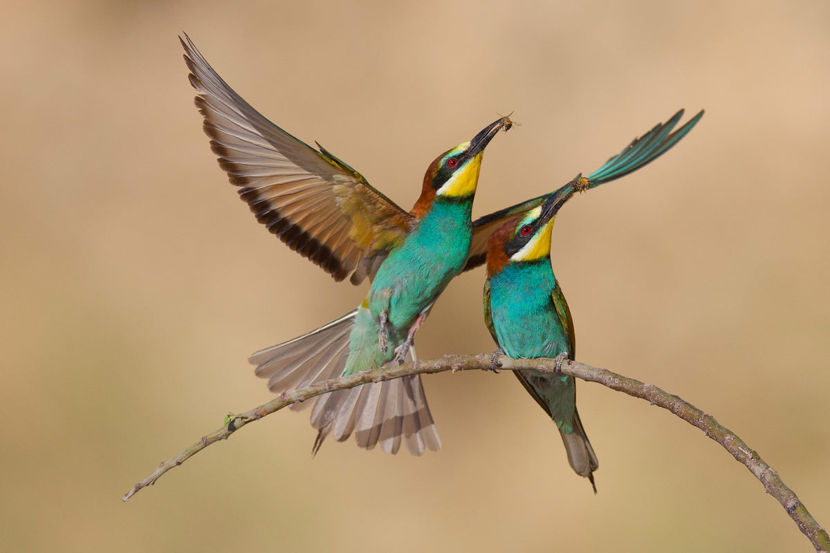 Bee-eaters Poster och Canvastavla