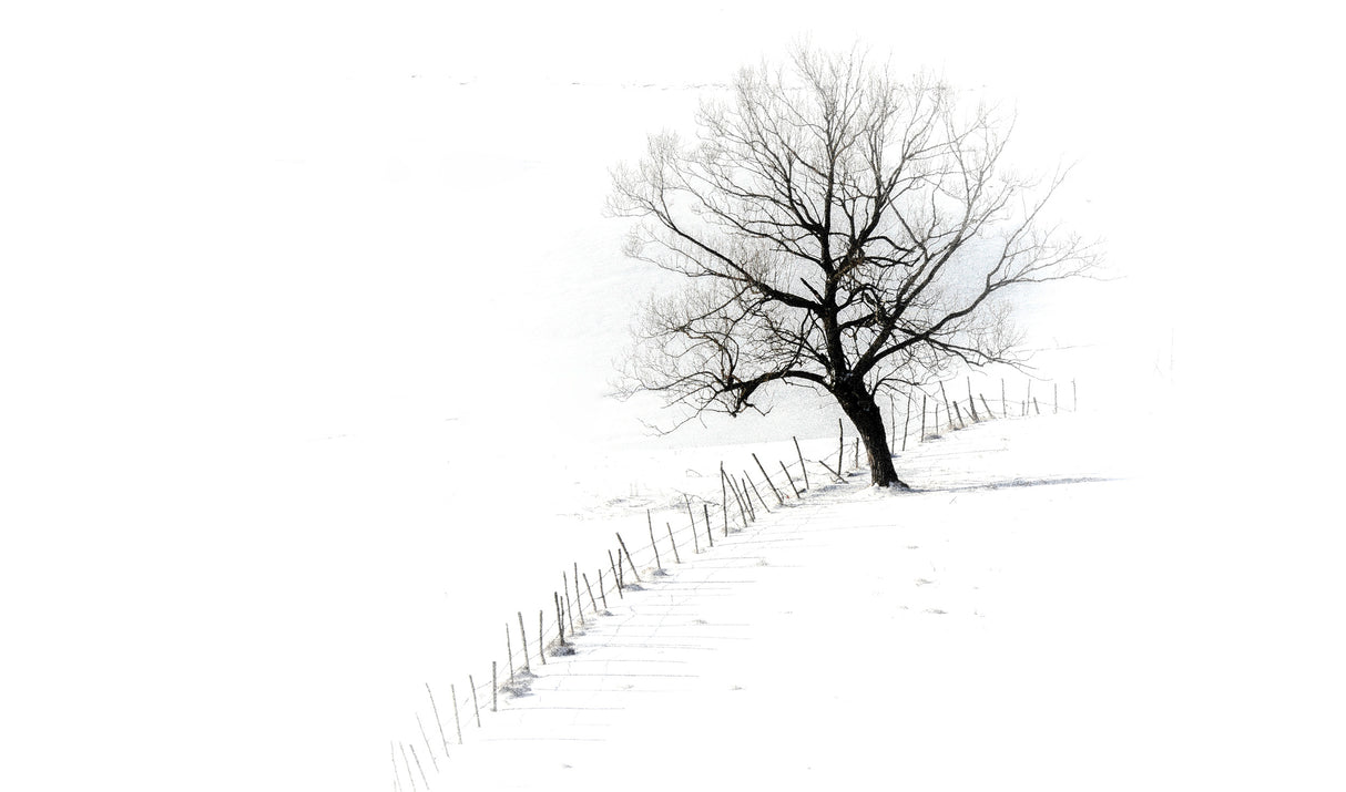 A single tree Poster och Canvastavla