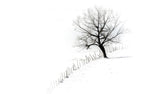 A single tree Poster och Canvastavla