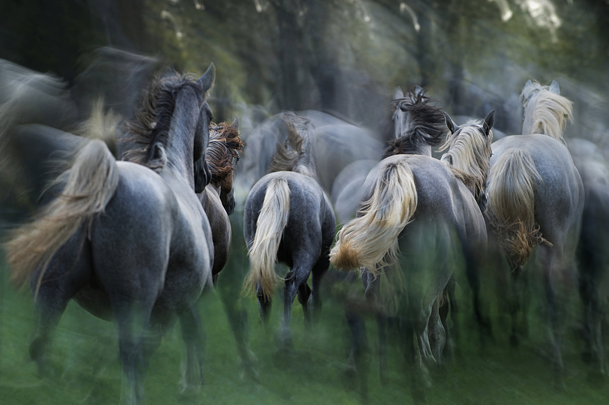 in the gallop Poster och Canvastavla