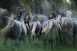 in the gallop Poster och Canvastavla