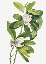 Swamp Magnolia (1918) Poster och Canvastavla