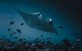 Manta`s flight Poster och Canvastavla