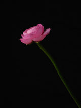 pink flower Poster och Canvastavla
