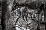 Mundari child collecting urine to wash his face - South Sudan Poster och Canvastavla