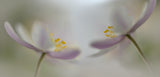 Soft whispering Poster och Canvastavla
