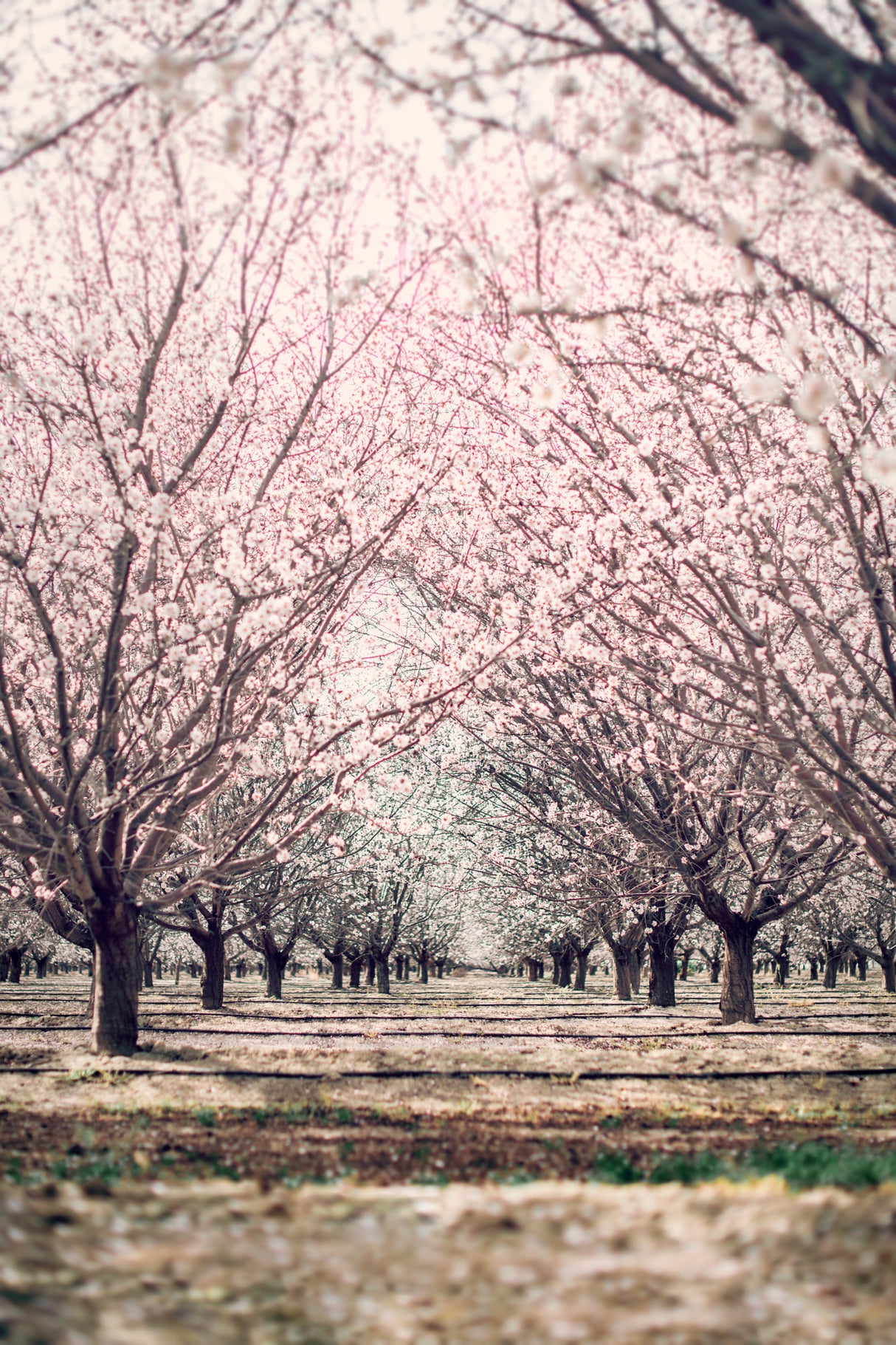 Almond Orchard Poster och Canvastavla