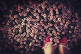 Thyme carpet Poster och Canvastavla