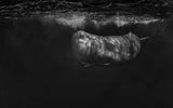 Moby Dick Poster och Canvastavla