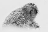 Snow Monkey Poster och Canvastavla