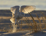 Fly at morning light. Poster och Canvastavla