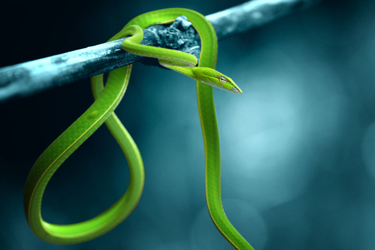 green snake Poster och Canvastavla