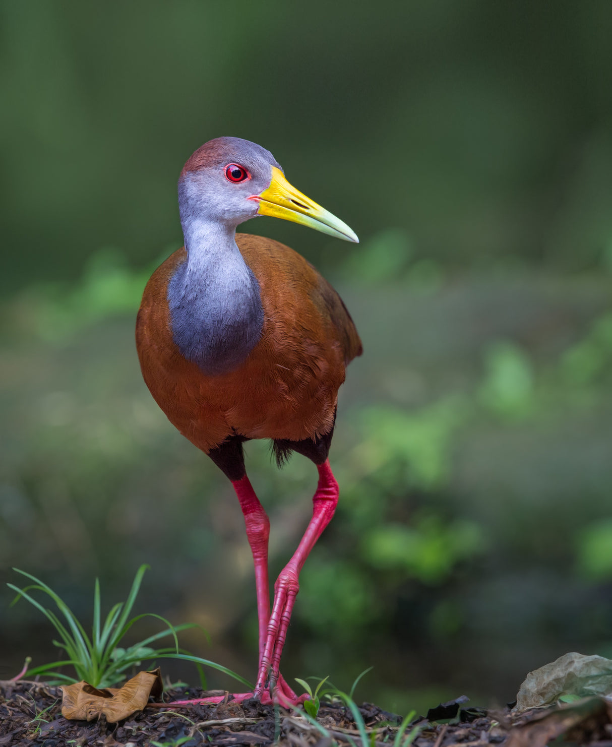 Wood Rail Glimpse Poster och Canvastavla