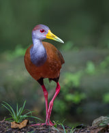 Wood Rail Glimpse Poster och Canvastavla