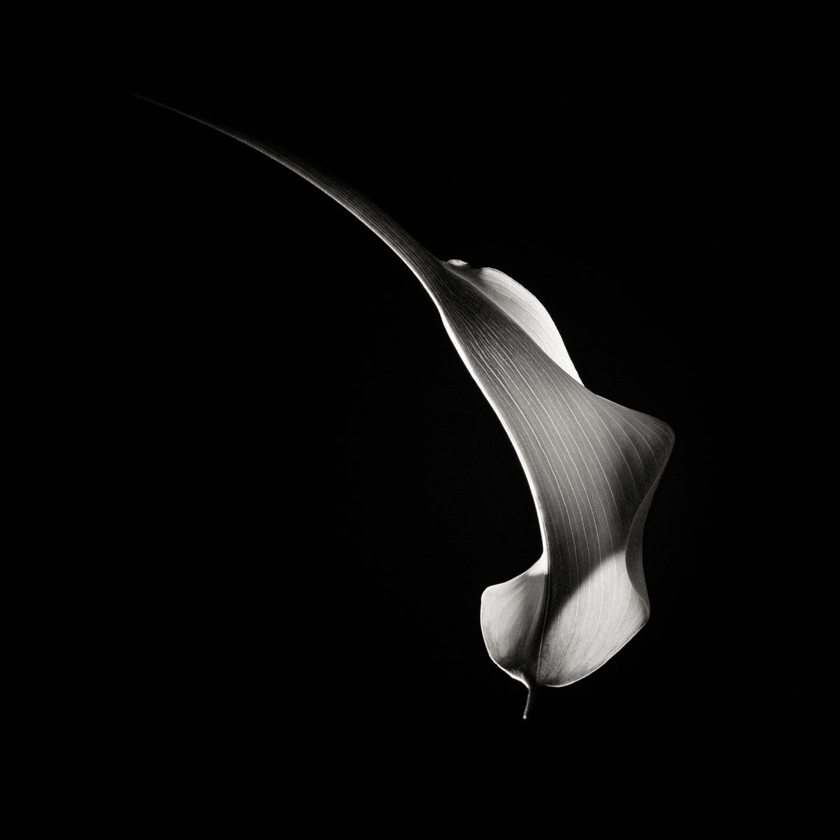 Hummingbird Abstraction (Calla Lily #3) Poster och Canvastavla