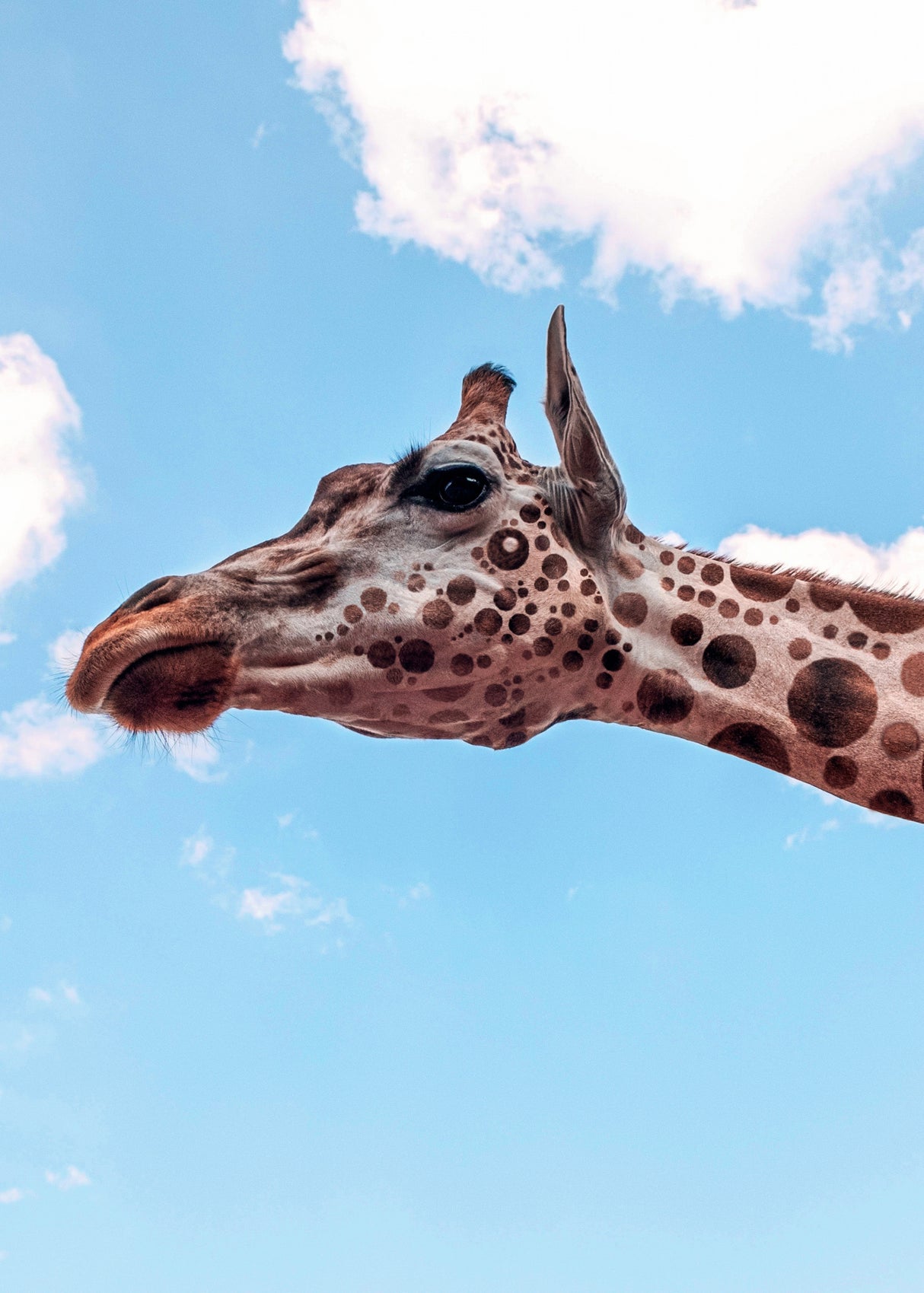 Polkadots Giraffe Head Poster och Canvastavla