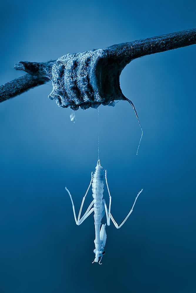 Birth of a mantis Poster och Canvastavla