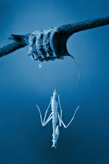 Birth of a mantis Poster och Canvastavla