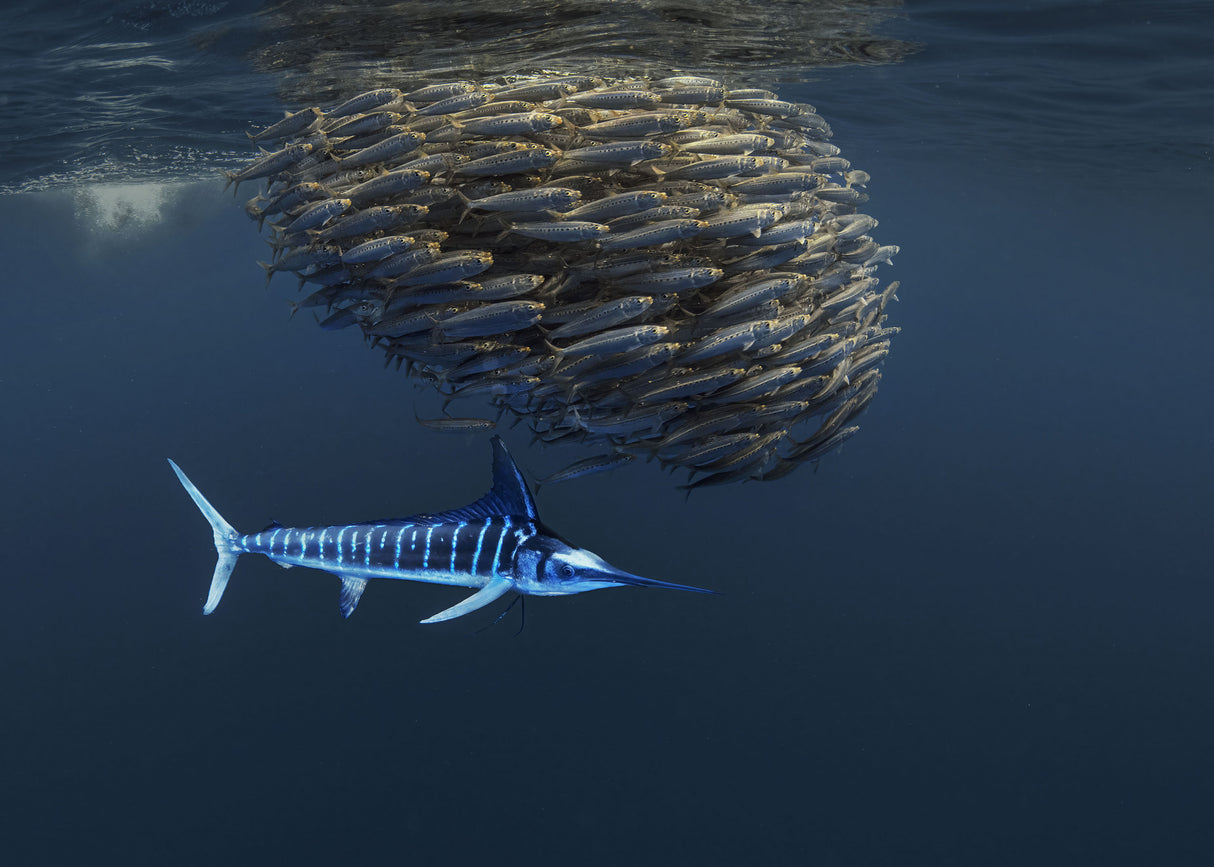 Ocean food chain show   (Follow Baitball) Poster och Canvastavla