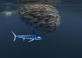 Ocean food chain show   (Follow Baitball) Poster och Canvastavla