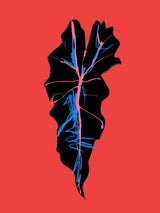 Alocasia Polly Red Poster och Canvastavla
