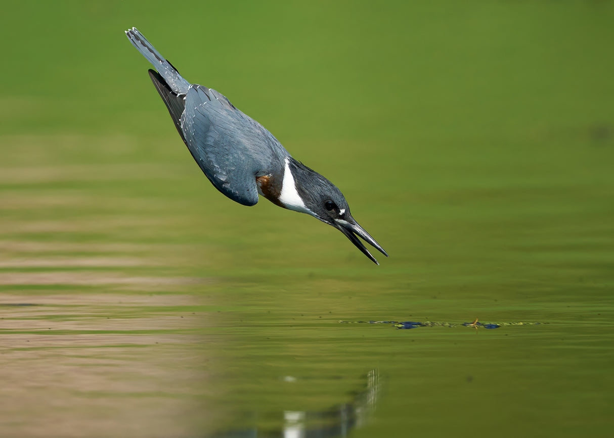 Belted Kingfisher in Action Poster och Canvastavla
