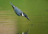 Belted Kingfisher in Action Poster och Canvastavla