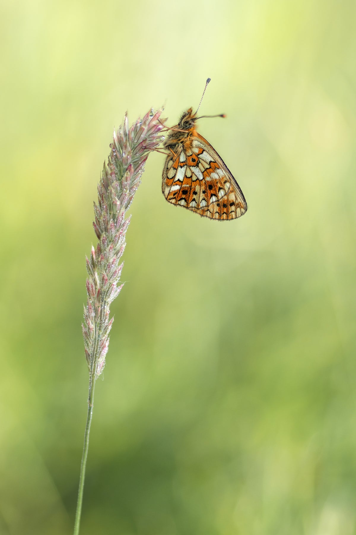 Boloria selene Poster och Canvastavla
