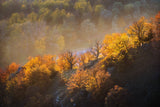 autumn trees Poster och Canvastavla