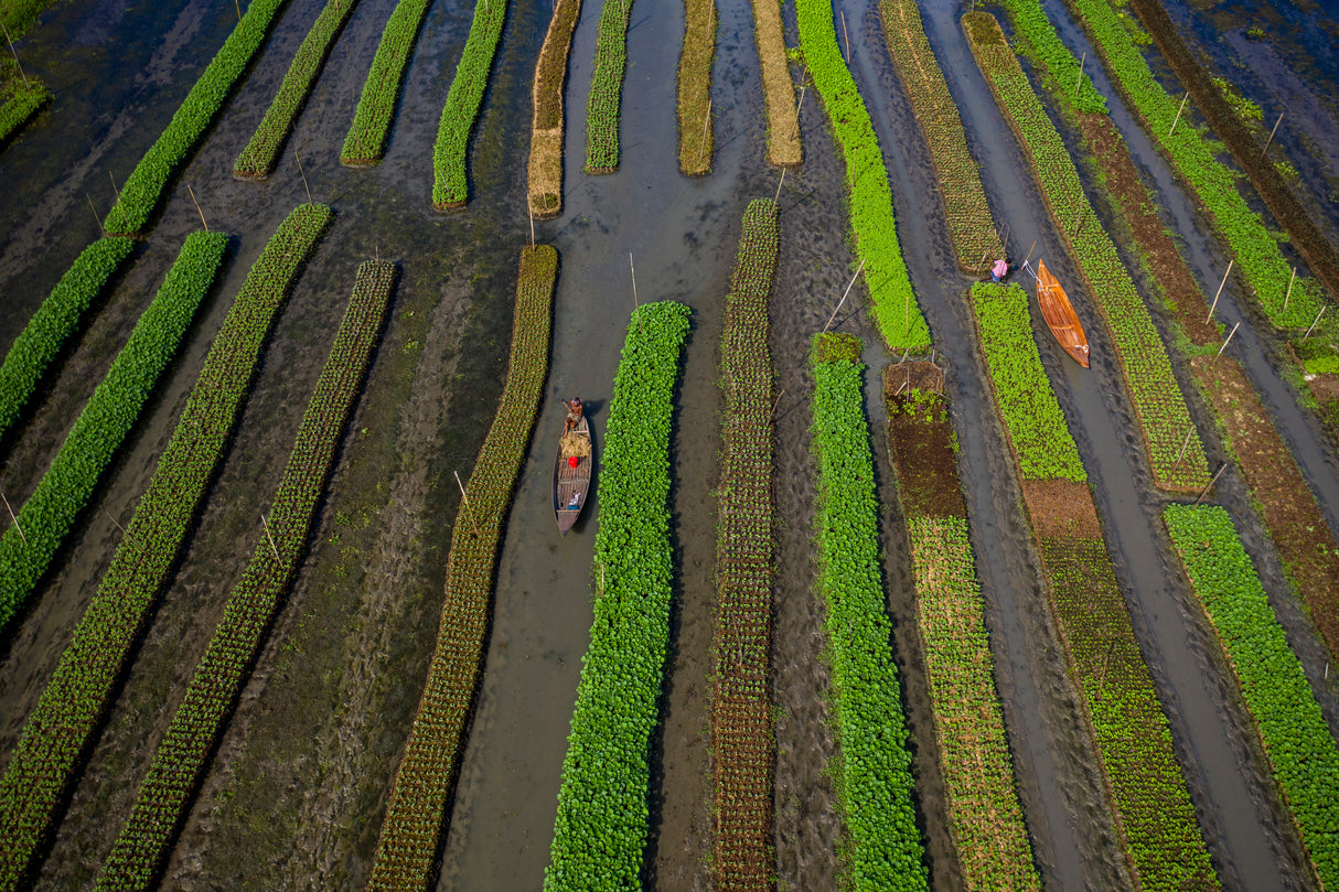 Traditional floating vegetable garden Poster och Canvastavla