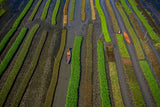 Traditional floating vegetable garden Poster och Canvastavla