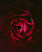 Rosa Poster och Canvastavla