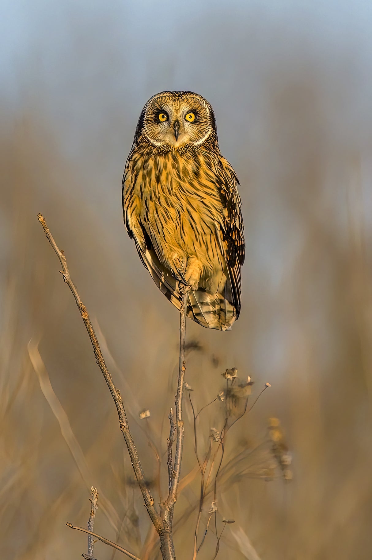 Short eared owl enjoys sunset Poster och Canvastavla