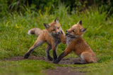 Red fox Poster och Canvastavla