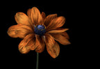 Rudbeckia Poster och Canvastavla