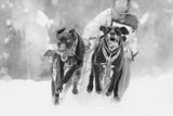 Dog Sleding Poster och Canvastavla