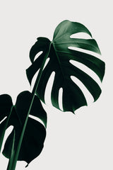 Monstera Natural 03 Poster och Canvastavla