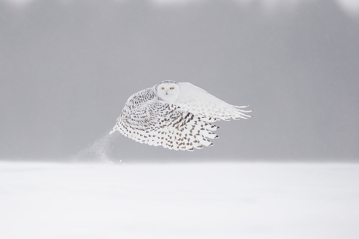 The take-off Poster och Canvastavla