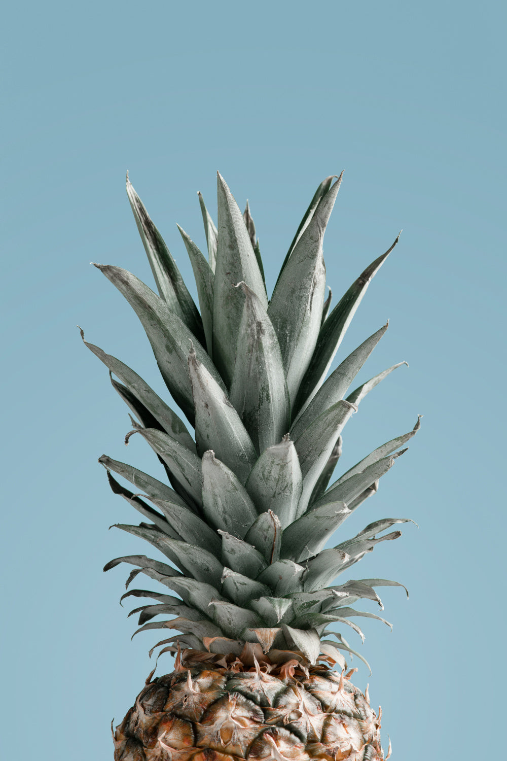 Pineapple Blue 04 Poster och Canvastavla