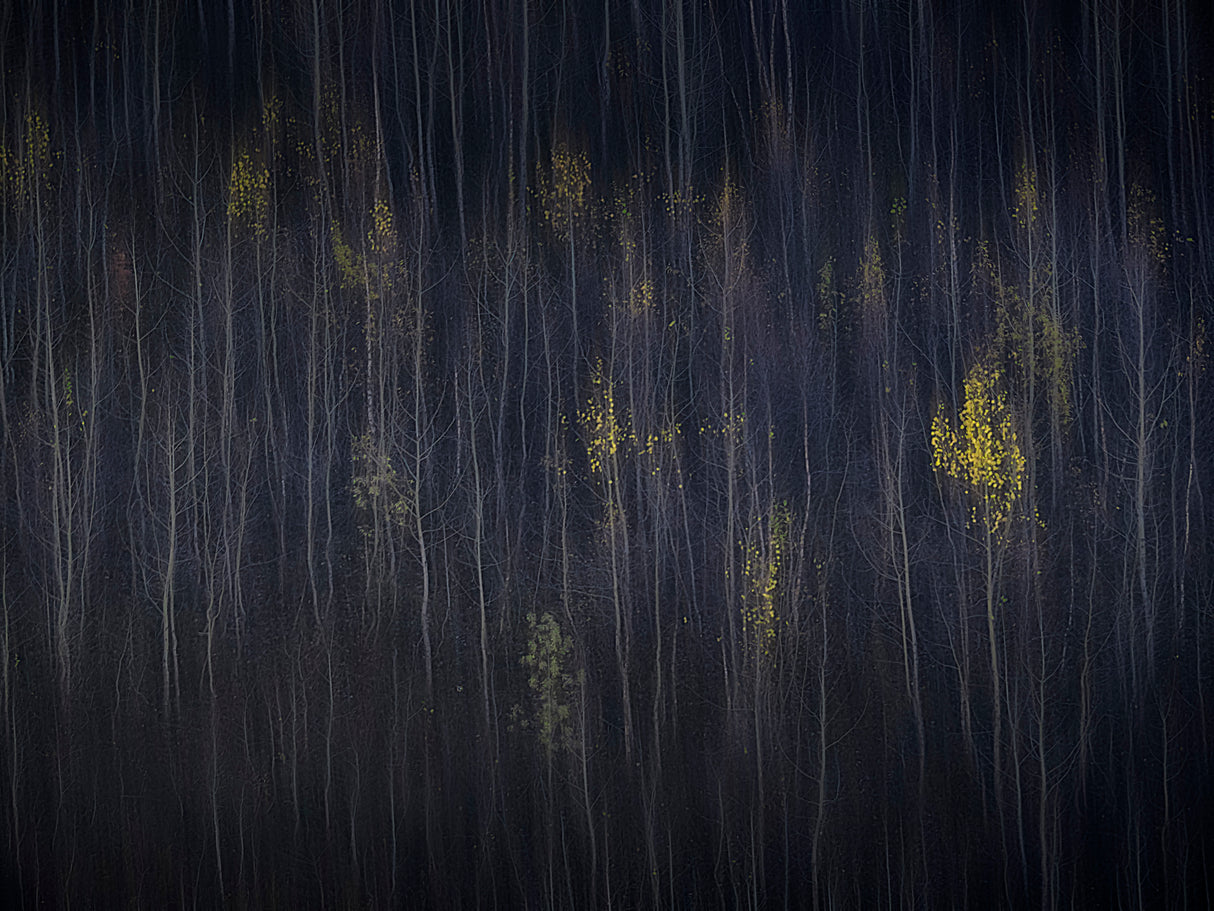 Autumn Forest Poster och Canvastavla