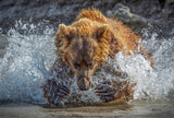 Bear Action Poster och Canvastavla