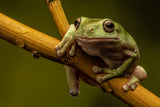 White tree frog Poster och Canvastavla